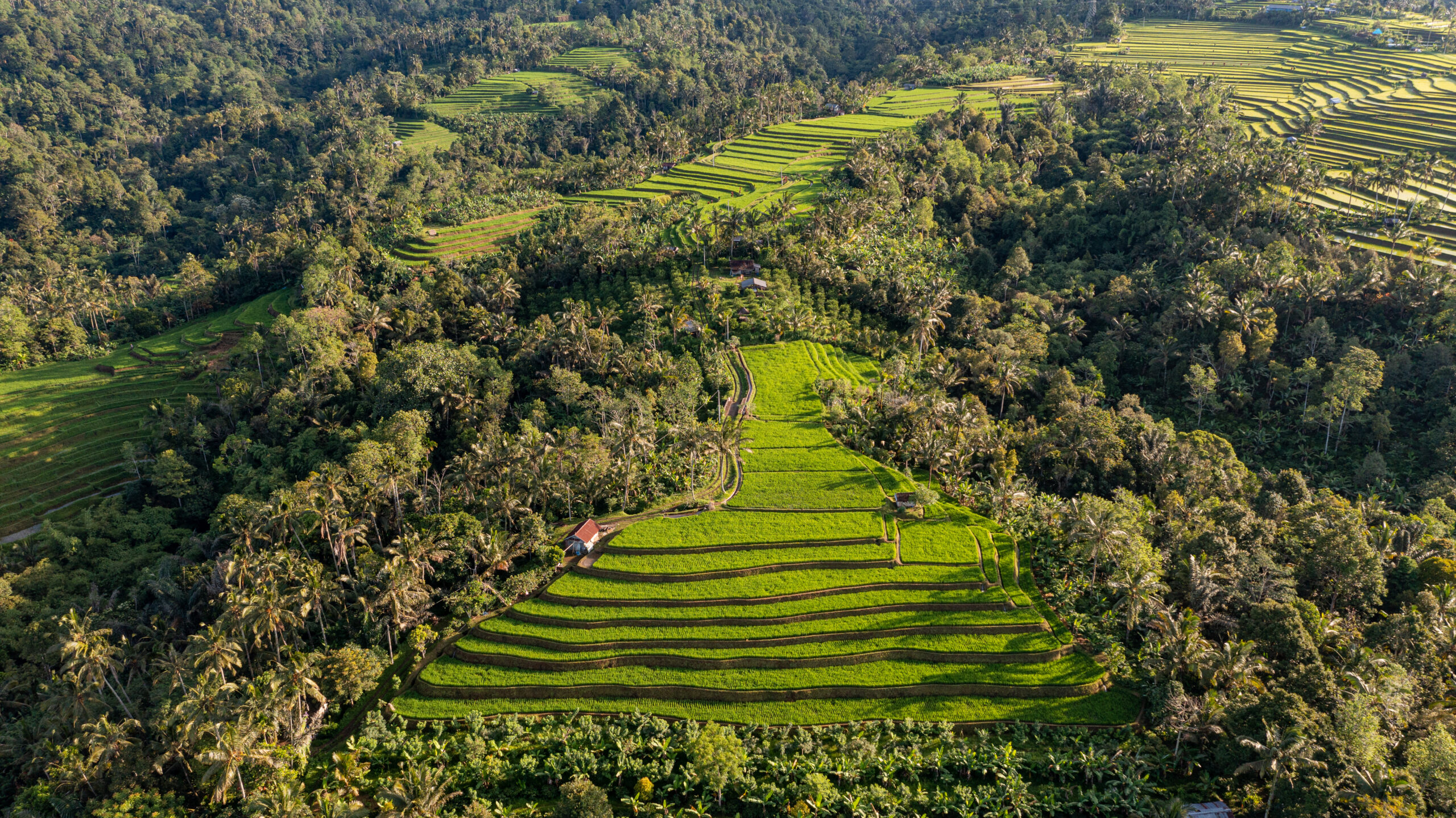 rice fields
