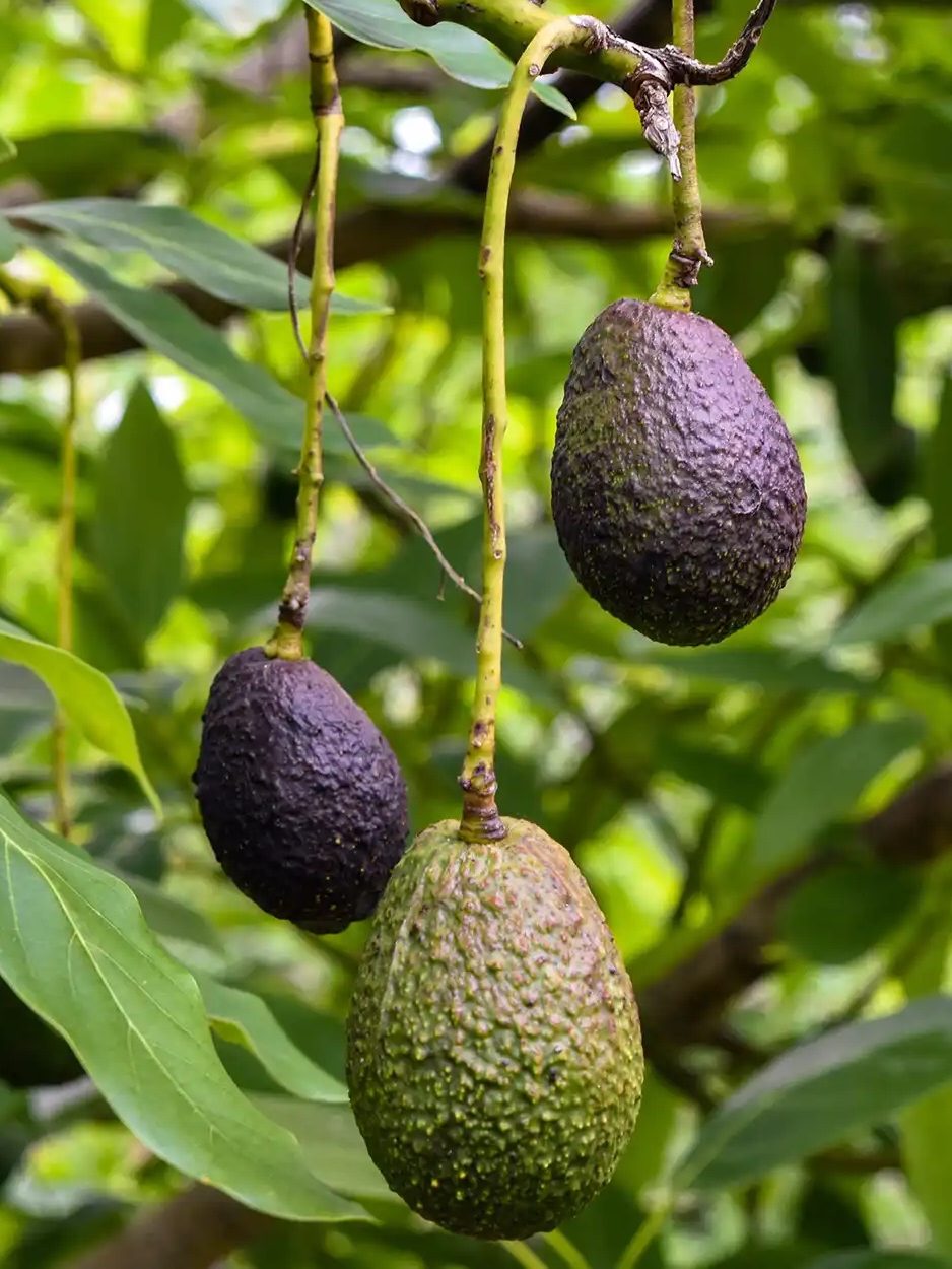 Close-up of avocados growing on tree