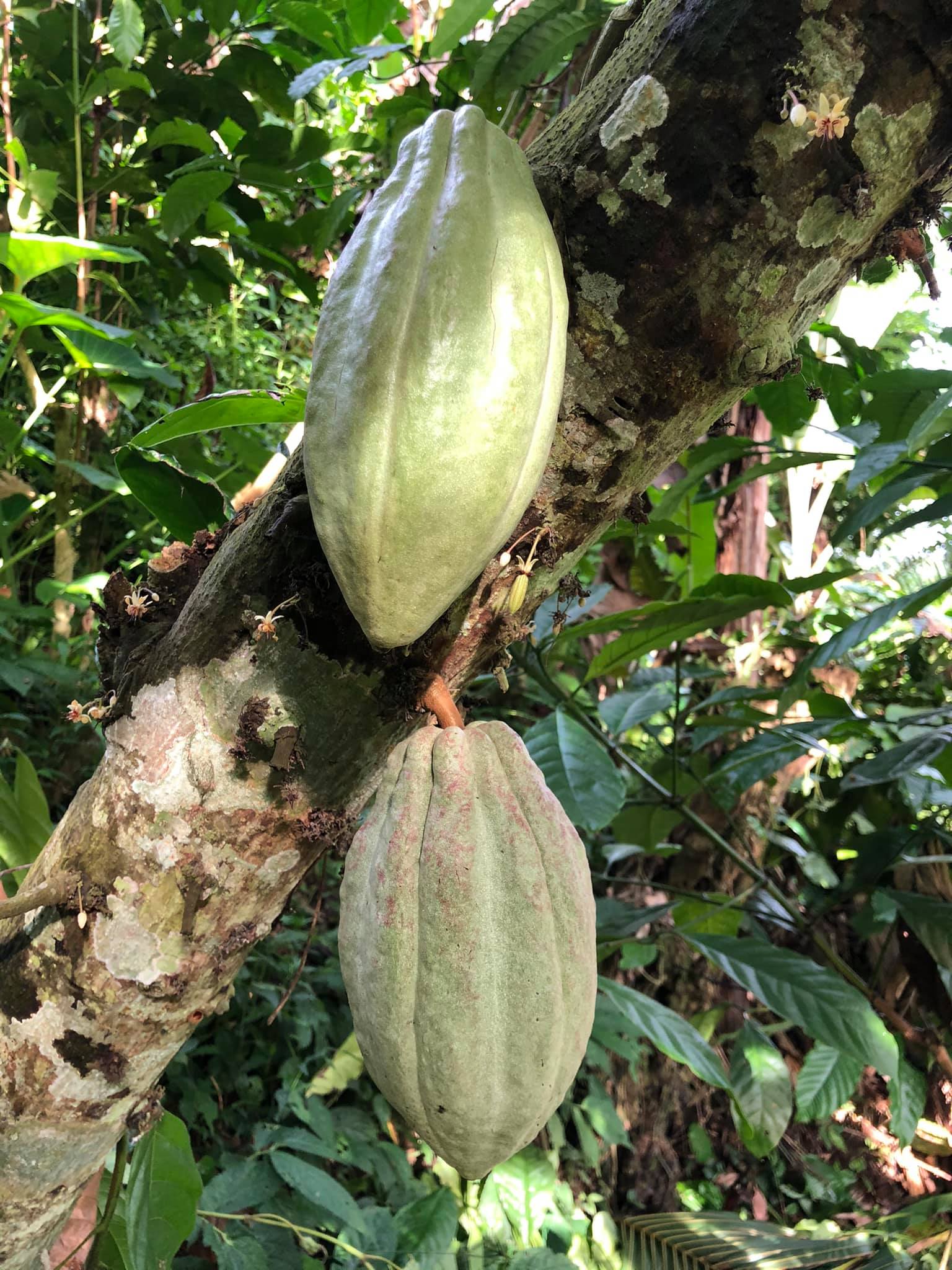 cacoa