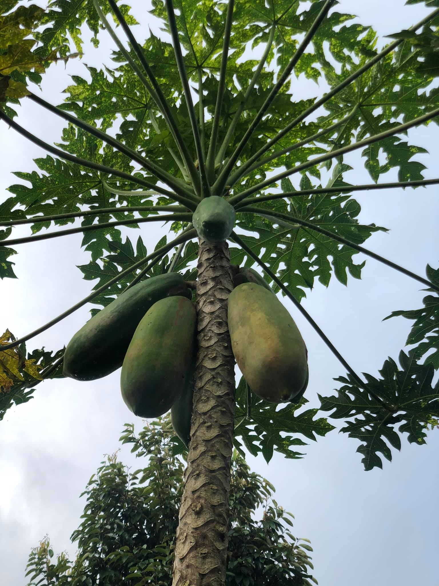 papaya