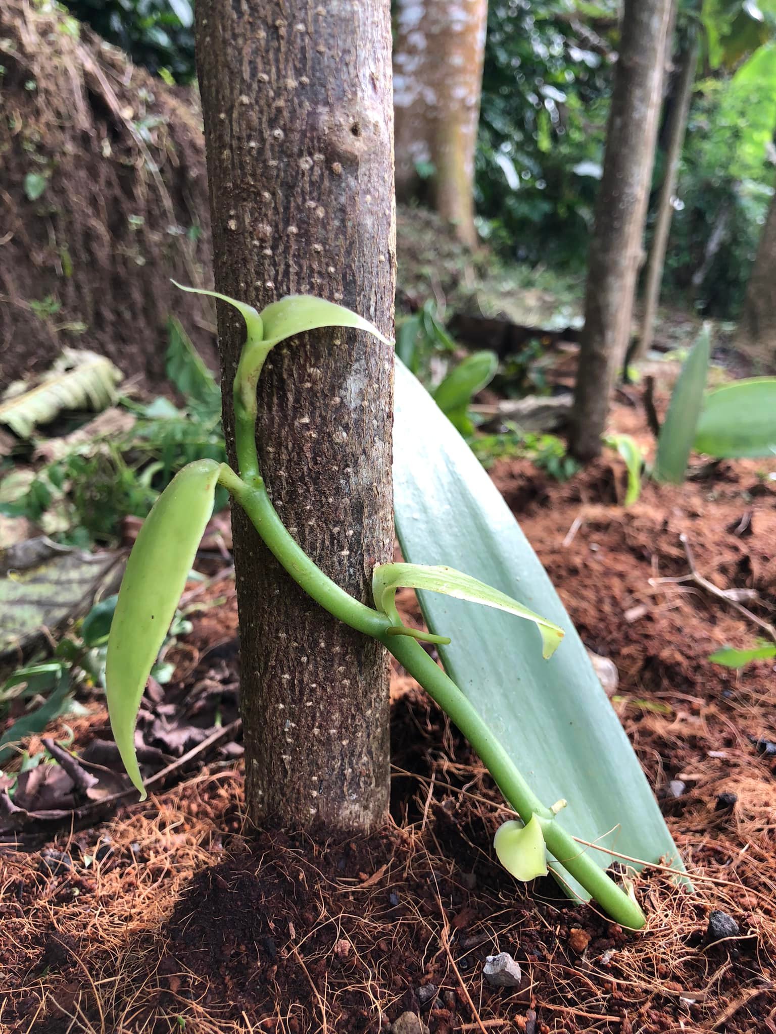 vanilla