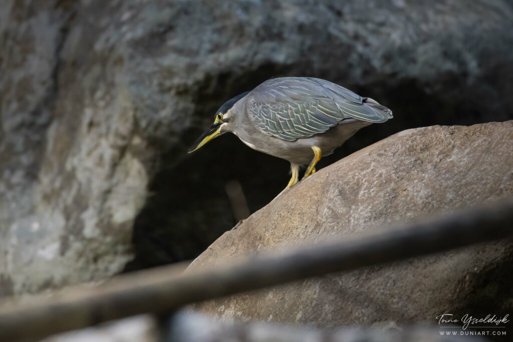 Striated Heron